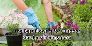 Outdoor Gardens