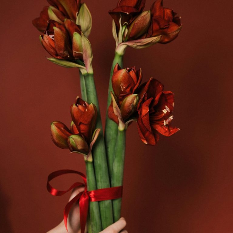 Amaryllis - christmast flowers