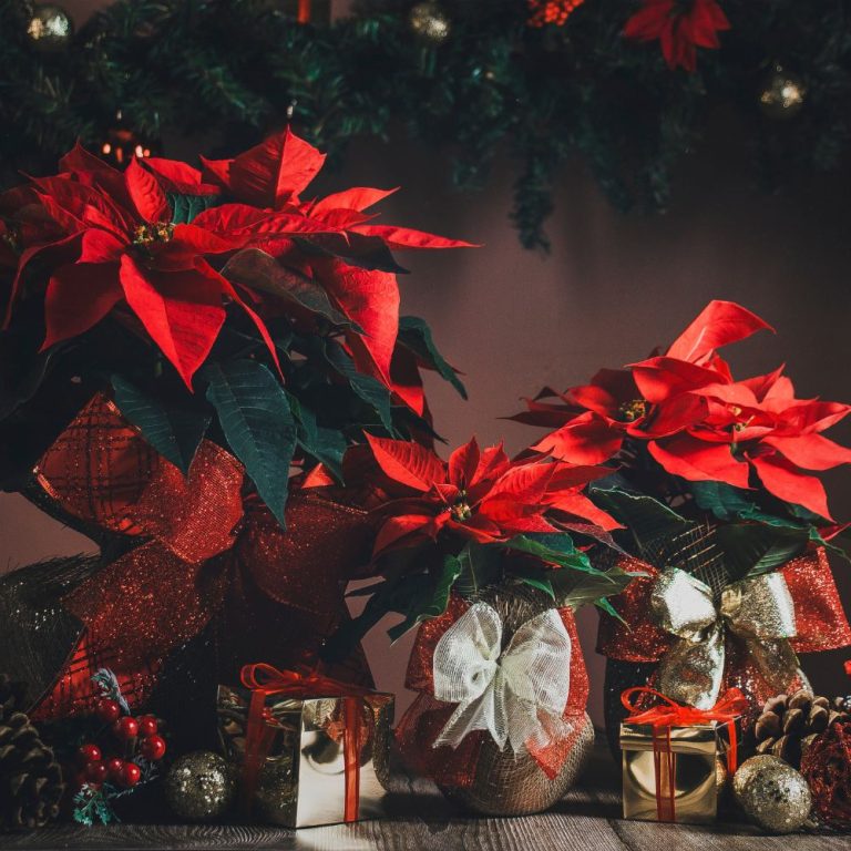 Poinsettias - christmas flowers