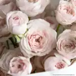 Soft pink rose bouquet with delicate petals, perfect for modern floral arrangements and special occasions.