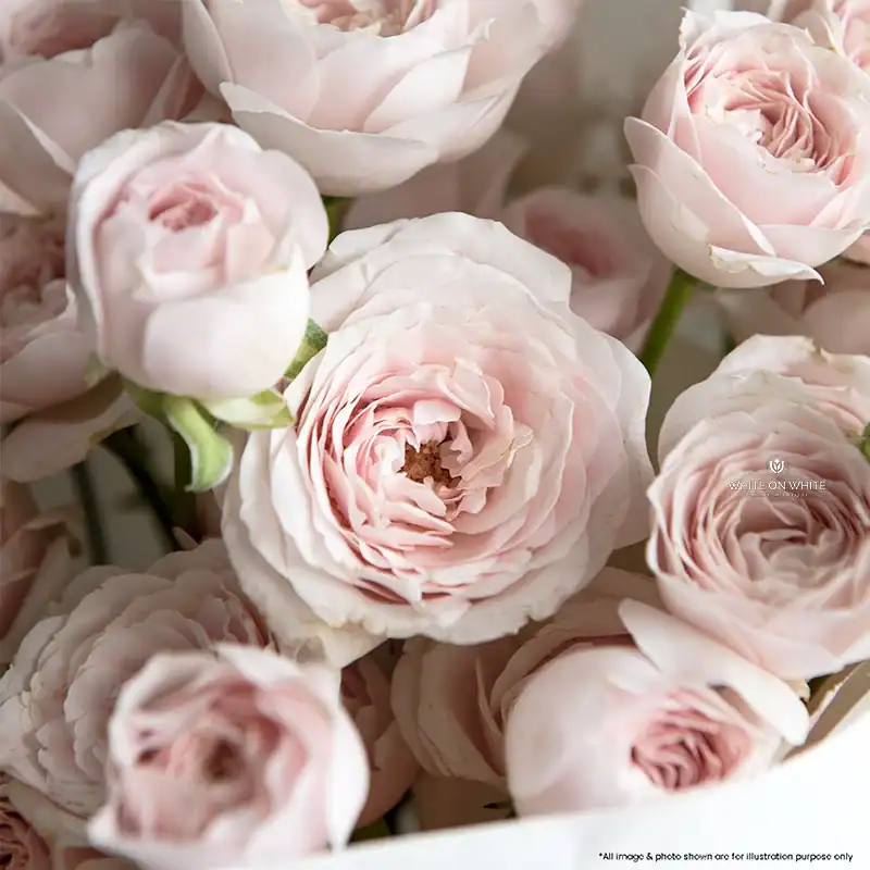 Soft pink rose bouquet with delicate petals, perfect for modern floral arrangements and special occasions.