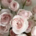 Soft pink roses for elegant floral arrangements and special occasions in Singapore.